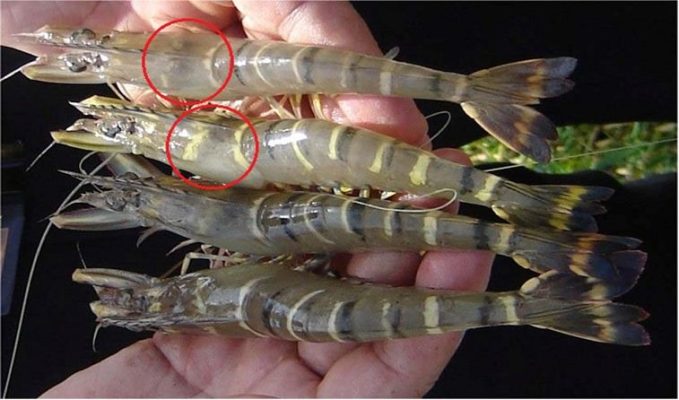 Bệnh đầu vàng trên tôm