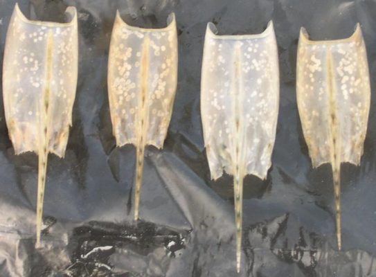 bệnh đốm trắng