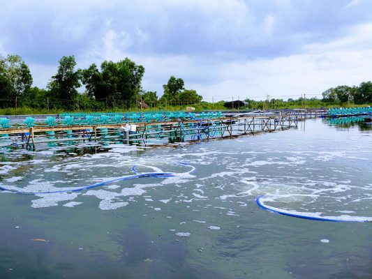 Chất lượng ao nuôi tôm