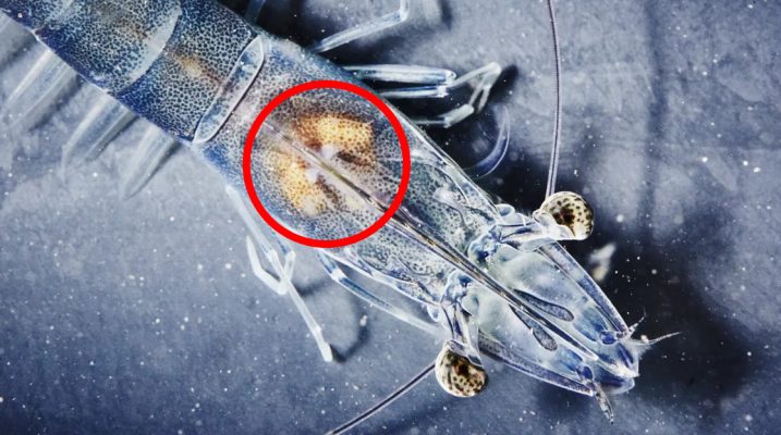 Nguồn lây EHP trên tôm