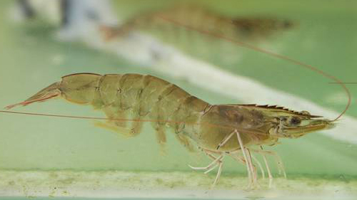 quá trình sinh trưởng của tôm