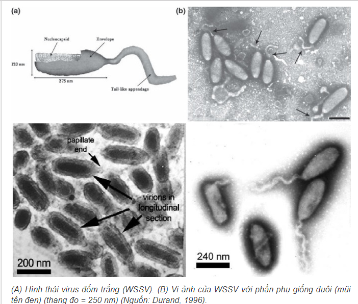 vi khuẩn gây bệnh đốm trắng trên tôm