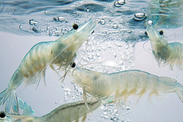 nuôi tôm thẻ chân trắng nguyên chủng