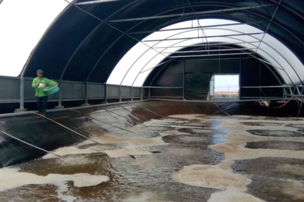 nuôi tôm thẻ chân trắng vụ đông trong nhà bạt