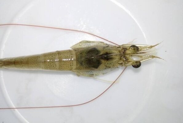 bệnh veerng mang trên tôm