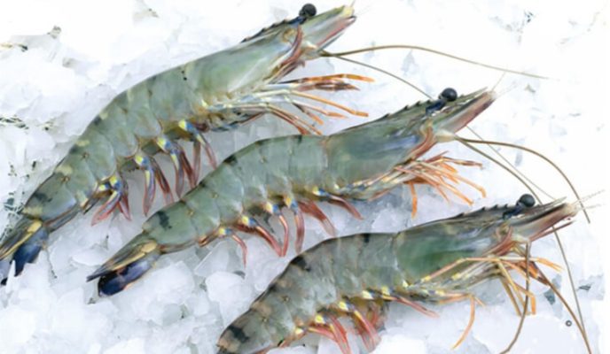 Cách bảo quản tôm nguyên liệu