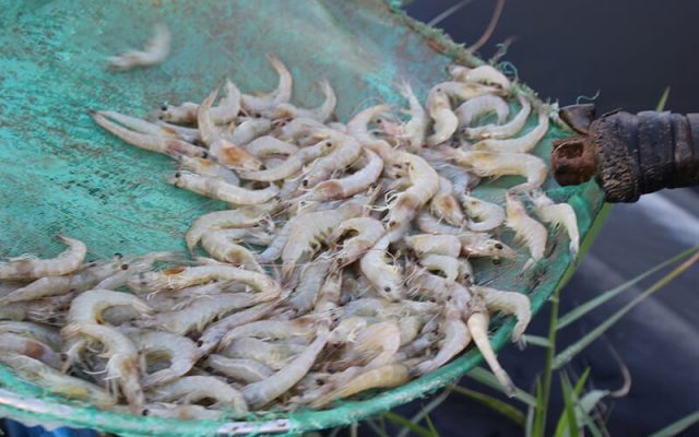 Hội chứng RMS trên tôm