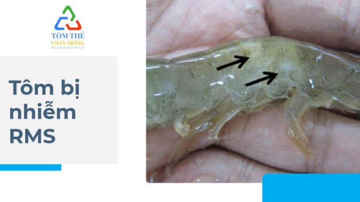 Hội chứng tử vong liên tục trên tôm