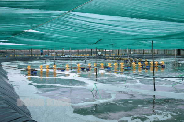 nuôi tôm công nghiệp