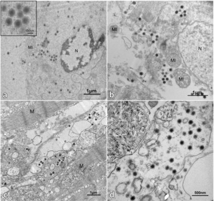 Phân tích virus SHIV dưới kính hiển vi
