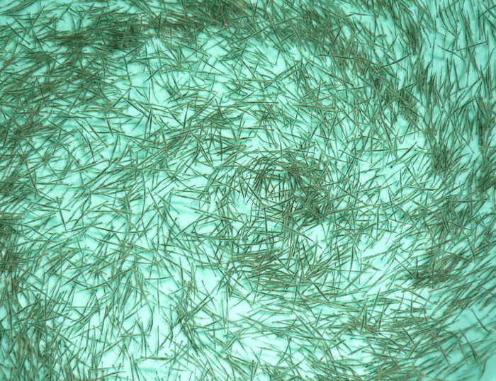 tôm giống tôm thẻ chân trắng Nam Mỹ