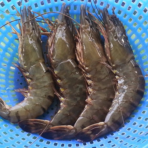 dinh dưỡng của tômthẻ