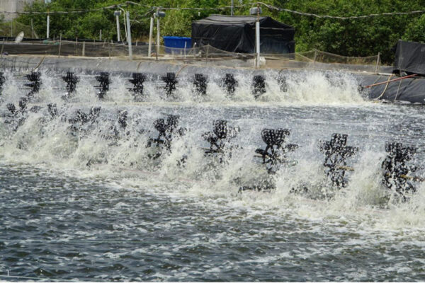 an toàn điện khi nuôi tôm