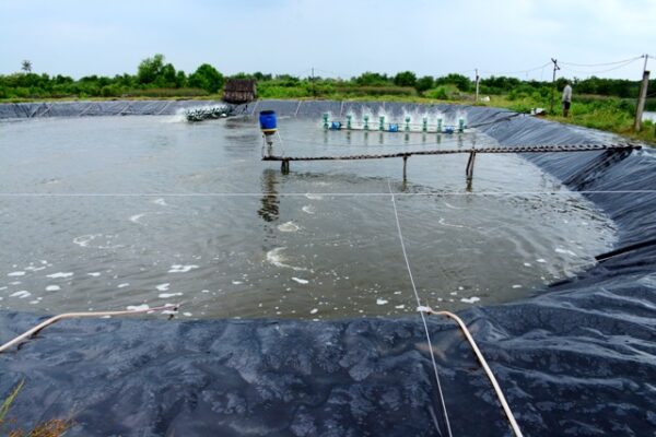 Bệnh tôm mùa nắng nóng