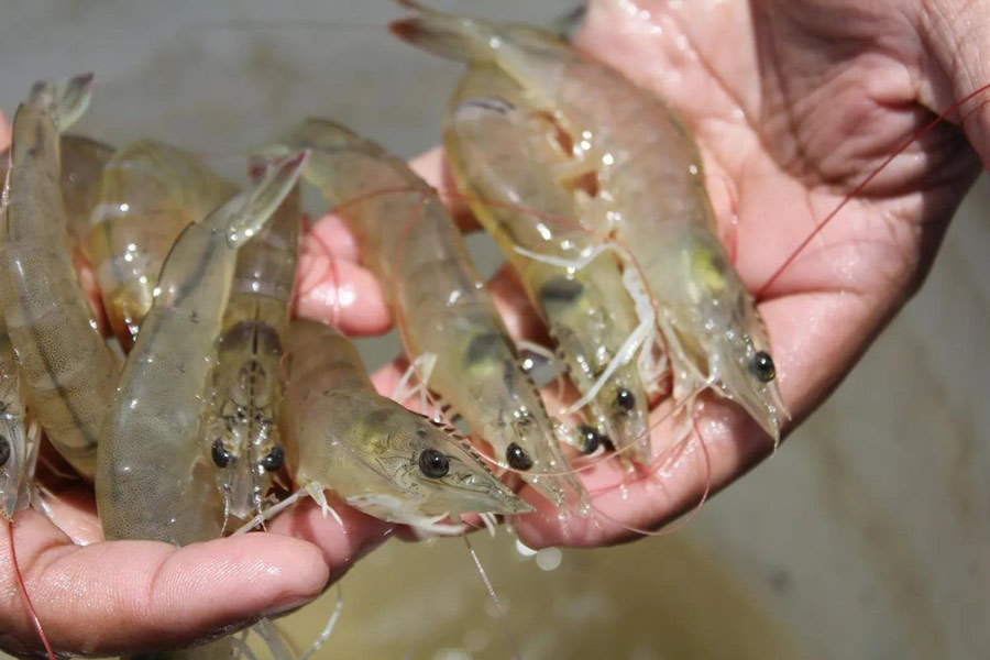 Kỹ thuật nuôi tôm thẻ sạch