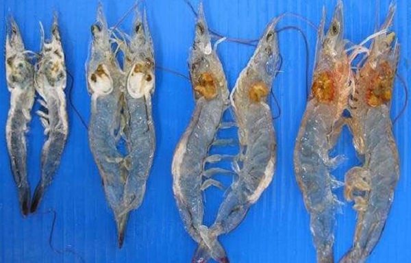Bệnh hoại tử cơ trên tôm thẻ chân trắng