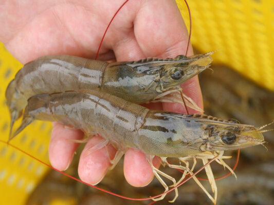 Giảm nhiễm EHP trên tôm