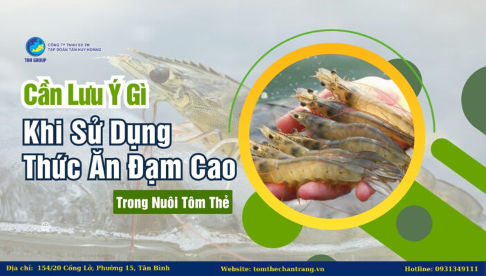 Cần Lưu Ý Gì Khi Sử Dụng Thức Ăn Đạm Cao Trong Nuôi Tôm Thẻ