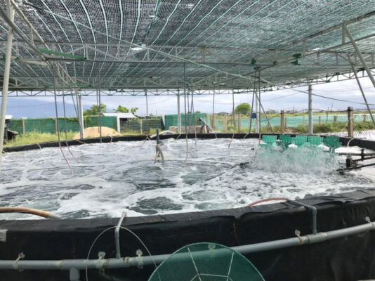 Nuôi tôm thẻ ao tròn