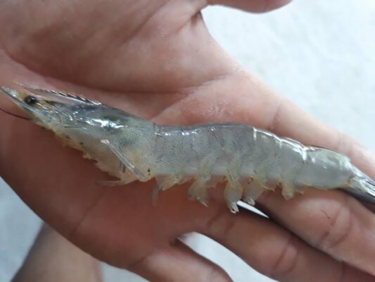 Bệnh cơ trắng trên tôm thẻ