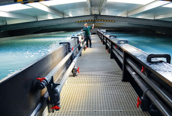 Nuôi tôm thẻ trong nhà tại Mỹ