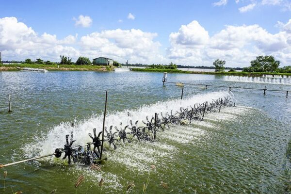 Ao đất nuôi tôm cá được coi là một giải pháp tận dụng tối đa diện tích