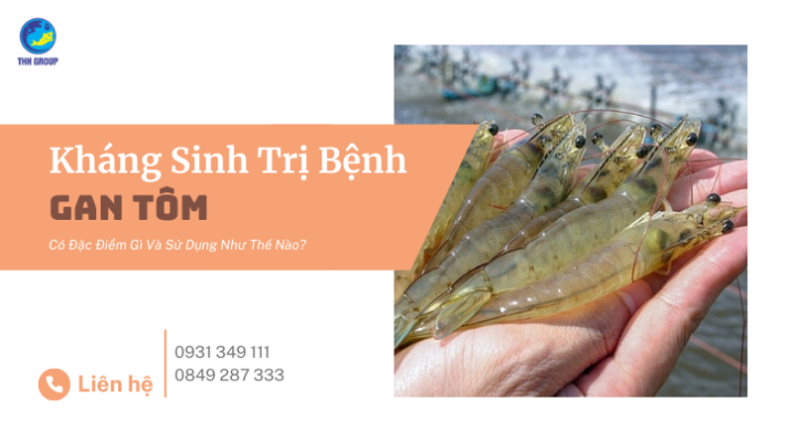 Kháng Sinh Trị Bệnh Gan Tôm Có Đặc Điểm Gì Và Sử Dụng Như Thế Nào?