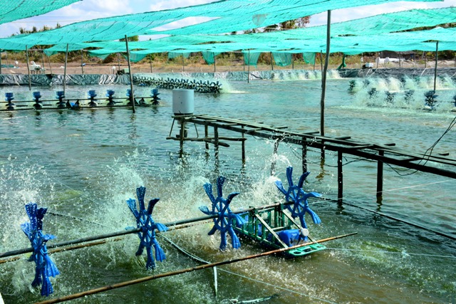 Kinh Nghiệm Nuôi Tôm Thẻ Chân Trắng