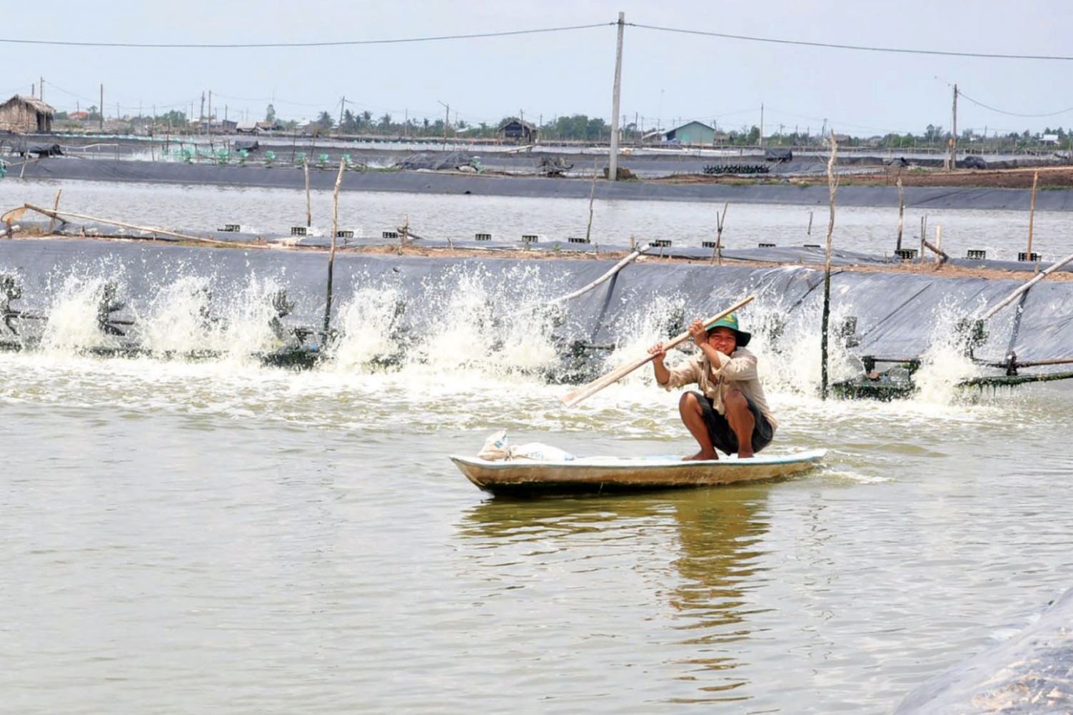 Hiểu rõ đặc tính của chúng là chìa khóa để áp dụng kỹ thuật nuôi tôm thẻ chân trắng một cách hiệu quả