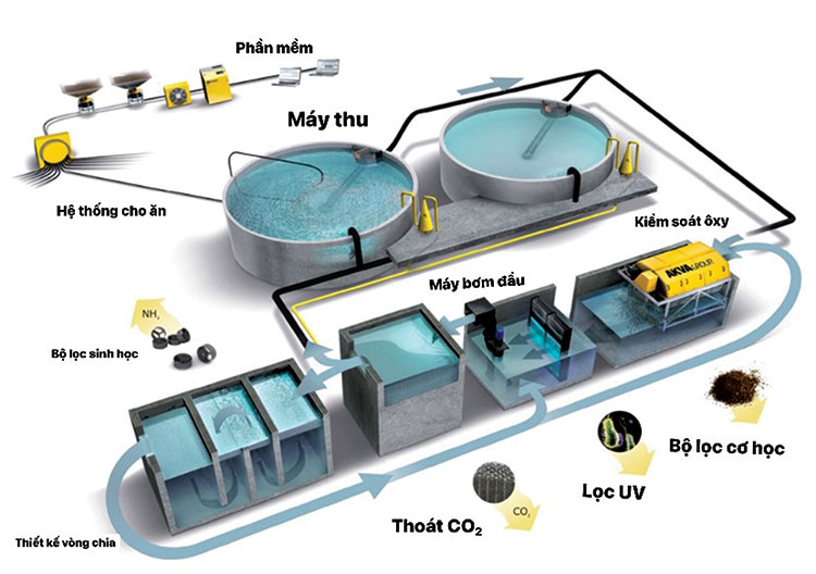 Hệ thống nuôi tuần hoàn RAS (Recirculating Aquaculture System)