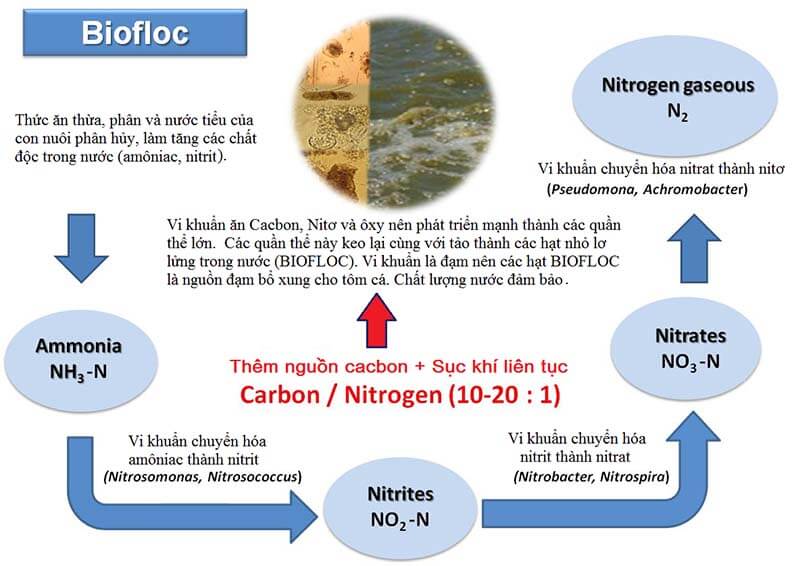 Nuôi tôm theo phương pháp Biofloc được xem như một sáng kiến "pro-nature"