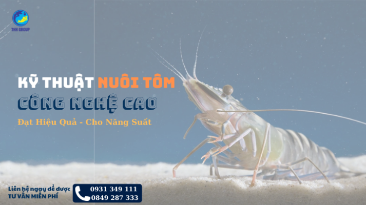 Kỹ Thuật Nuôi Tôm Công Nghệ Cao Đạt Hiệu Quả, Cho Năng Suất 