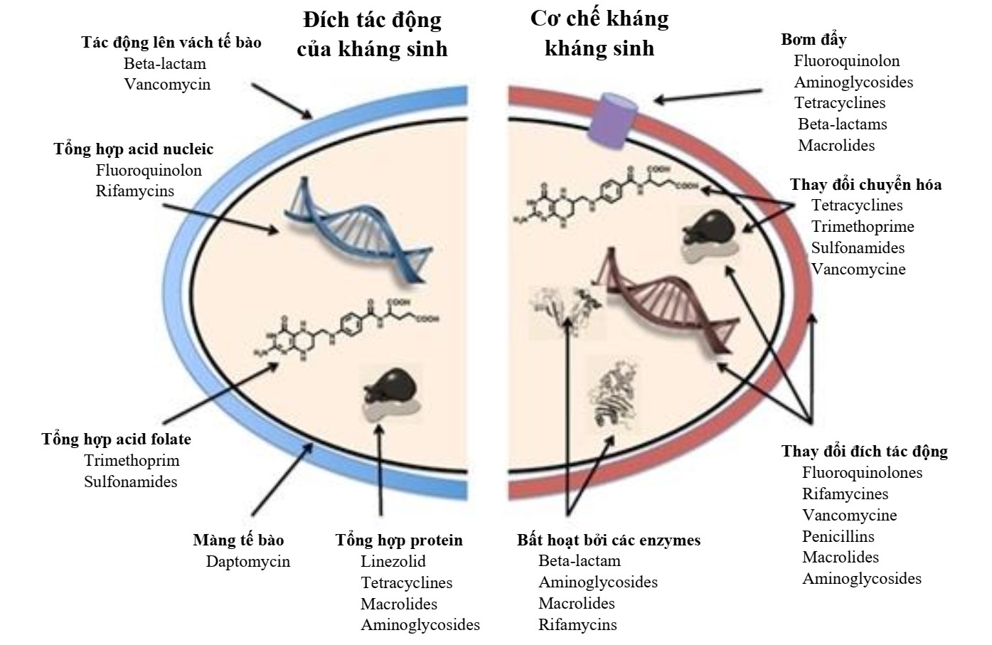 Các chất kháng sinh là sản phẩm tự nhiên được chiết xuất từ vi sinh vật, thường là vi nấm