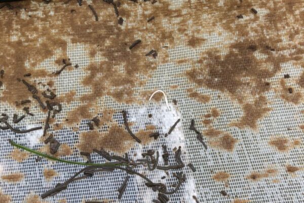 Hình dạng của nấm đồng tiền thường rất đa dạng khi xuất hiện trong ao nuôi tôm