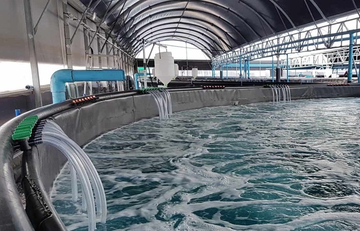 Nuôi tôm công nghệ cao không chỉ tăng năng suất sản xuất mà còn giảm thiểu tác động tiêu cực đến môi trường