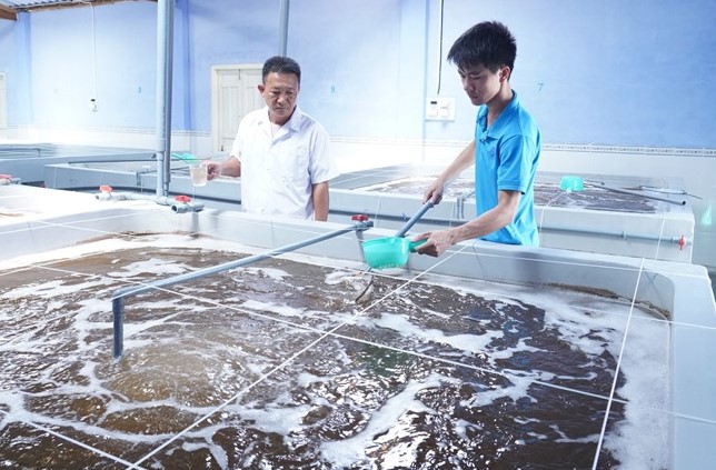 Nuôi tôm quảng canh
