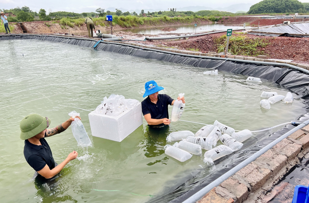 Nên mua tôm giống từ các nhà cung cấp được chứng nhận với nguồn gốc rõ ràng