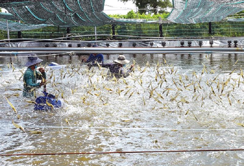 Nuôi tôm thẻ chân trắng