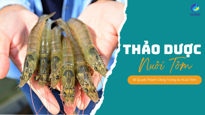 Thảo Dược Nuôi Tôm | Bí Quyết Thành Công Trong Ao Nuôi Tôm