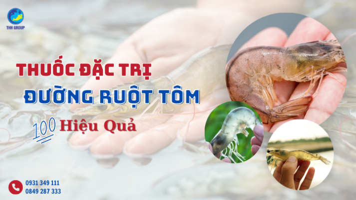Thuốc Đặc Trị Đường Ruột Tôm Hiệu Quả Nhất | Tân Huy Hoàng Group 