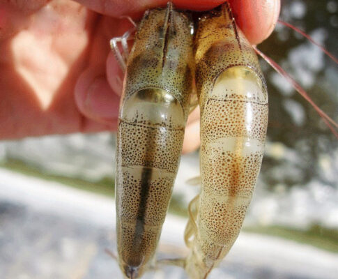 Gan của tôm nhỏ lại, có vẻ màu đen và thường trở nên cứng hoặc chai