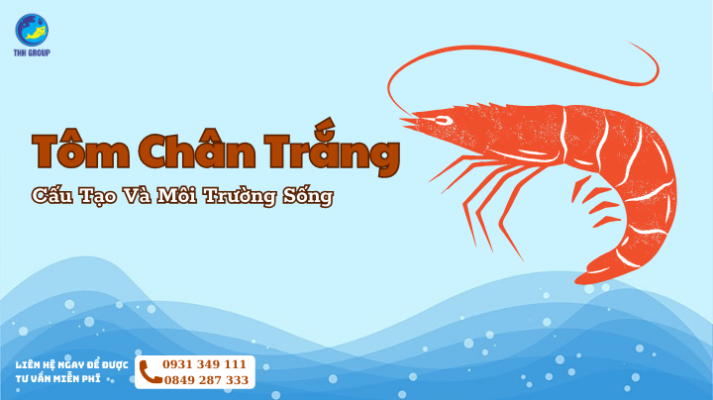 Tôm Chân Trắng - Cấu Tạo Và Môi Trường Sống Phù Hợp Cho Tôm Thẻ 
