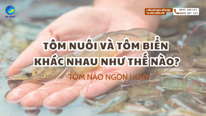 Tôm Nuôi Và Tôm Biển Khác Nhau Như Thế Nào? Tôm Nào Ngon Hơn? 