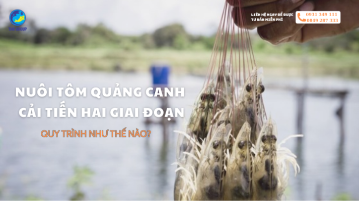 Nuôi Tôm Quảng Canh Cải Tiến Hai Giai Đoạn Quy Trình Như Thế Nào?