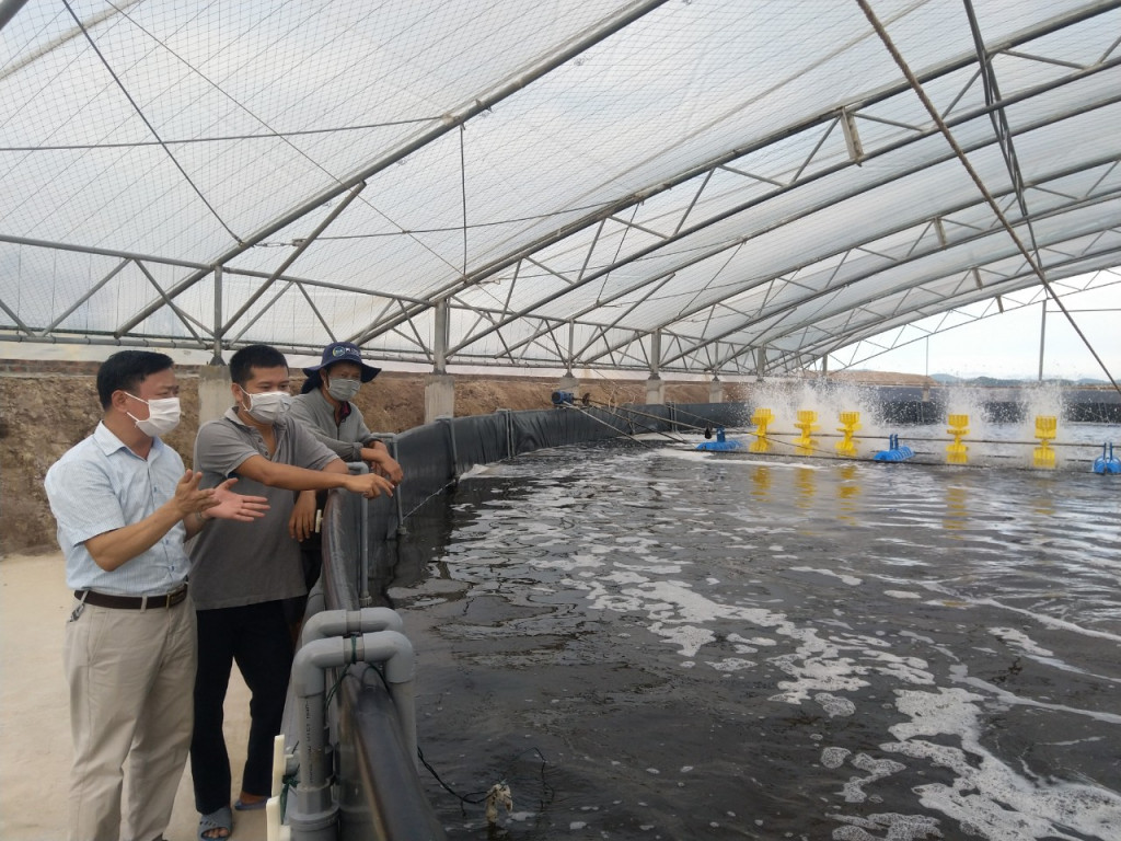 Biện pháp khắc phục tôm bỏ ăn, ăn yếu