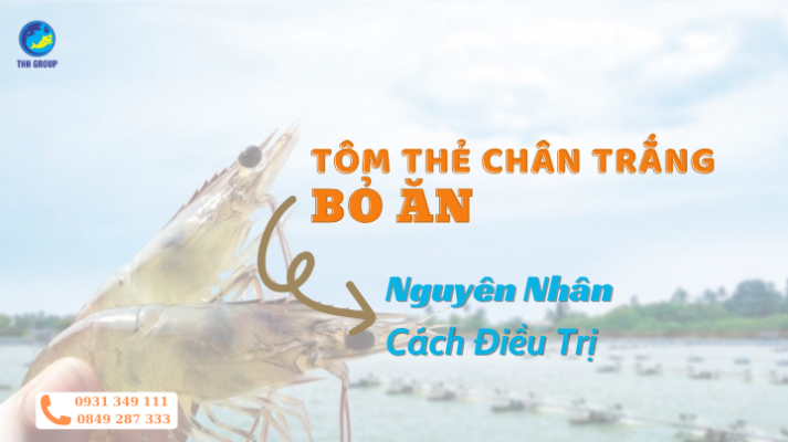 Tôm The Chân Trắng Bỏ Ăn - Nguyên Nhân Và Cách Điều Trị Hiệu Quả 