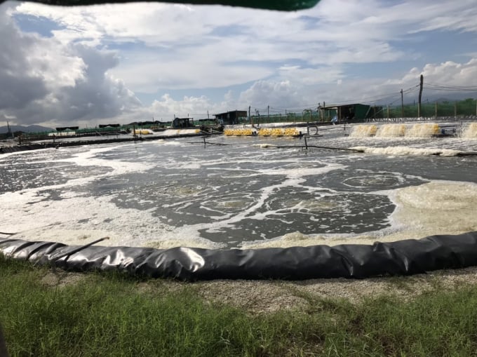 Bạt EPDM phù hợp với cấu trúc và hình dạng phức tạp của các ao nuôi tôm