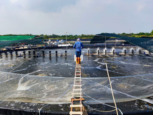Mô hình nuôi tôm ao bạt có thể thích nghi trên nhiều loại địa hình khác nhau