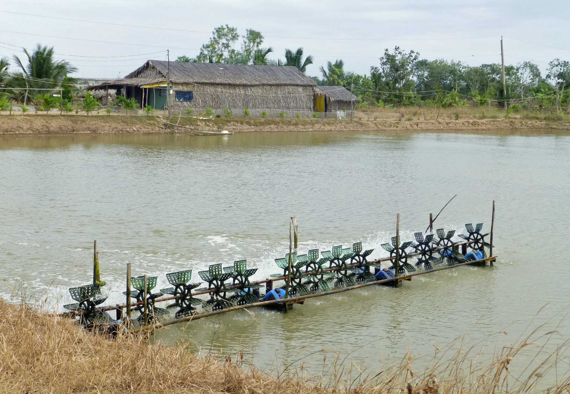 Mô hình nuôi tôm trong ao đất tận dụng nguồn tài nguyên tự nhiên như ánh sáng mặt trời và nước mưa
