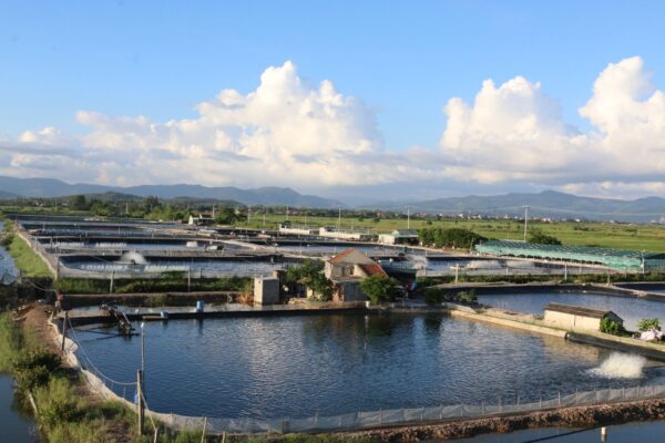 Mô hình nuôi tôm thâm canh là một cách tiếp cận đương đại trong nông nghiệp